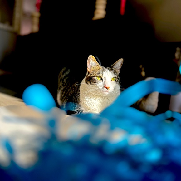 Meet your Posher, Amanda - Picture 3 of 3